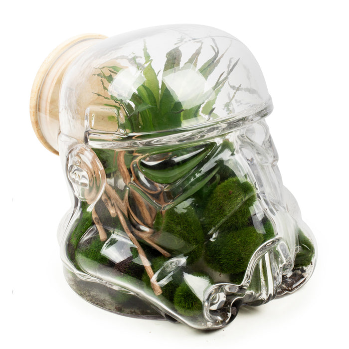 Original Stormtrooper Terrarium showcasing greenery in a clear helmet design by Andrew Ainsworth.